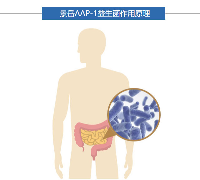 景岳AAP-1副干酪乳杆菌原料