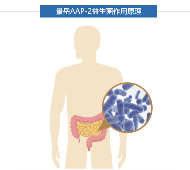 景岳AAP-2副干酪乳杆菌原料
