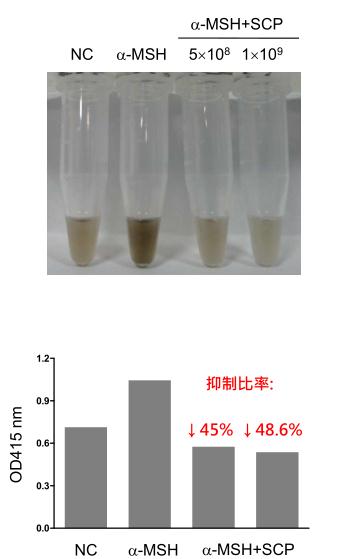 景岳副干酪乳杆菌SCP抑制皮肤黑色素实验