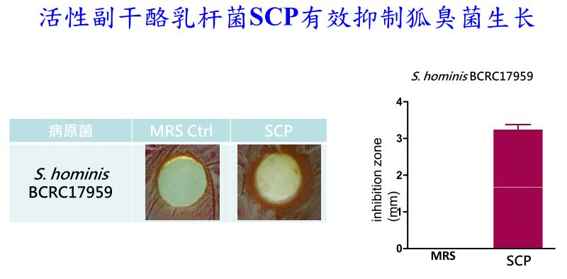 副干酪乳杆菌SCP有效防治狐臭