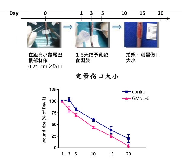 景岳GMNL-6促进胶原蛋白增生及加快伤口愈合