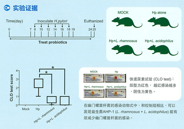 肠胃保养益生菌AHP-1