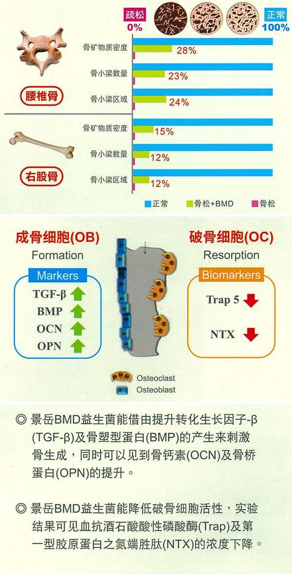 景岳bmd壮骨益生菌原料